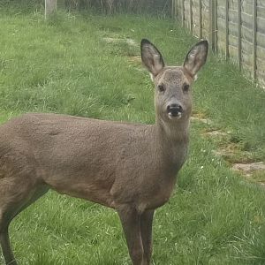 Roe Deer in my garden