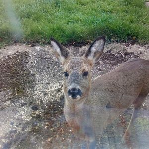 Roe Deer almost touching my living room window