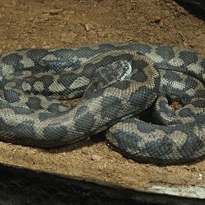 Carpet python (Morelia spilota), 2020-06-20
