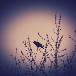 Red-winged blackbird edited shot.