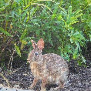 Eastern Cottontail