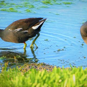Common Gallinules