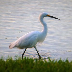 Snowy Egret