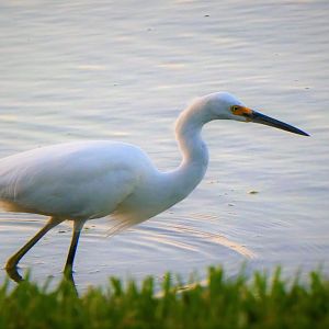 Snowy Egret