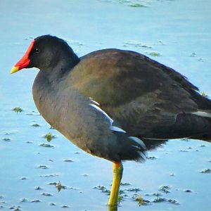 Common Gallinule