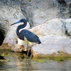 Tricolored Heron
