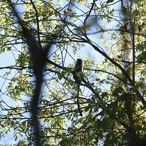Cotton-top tamarin (Saguinus oedipus)