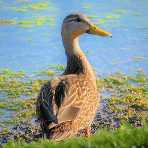 Florida Mottled Duck