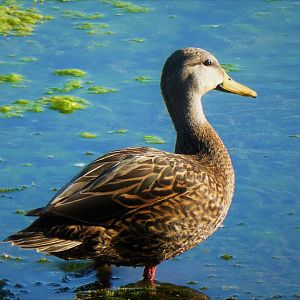 Florida Mottled Duck