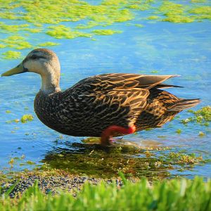 Florida Mottled Duck
