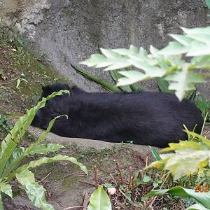 Formosan Black Bear (Ursus thibetanus formosanus)