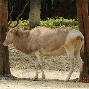 Addax (Addax nasomaculatus)