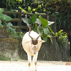Addax (Addax nasomaculatus)