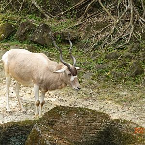 Addax (Addax nasomaculatus)