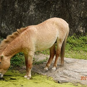 Przewalski's Horse (Equus przewalskii)