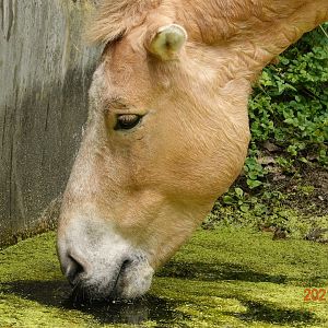 Przewalski's Horse (Equus przewalskii)