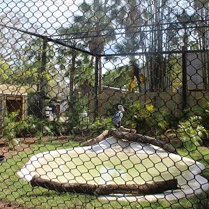 Shoebill Stork Exhibit (New in 2021)