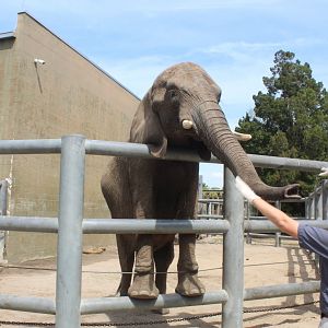 African Elephant Demo