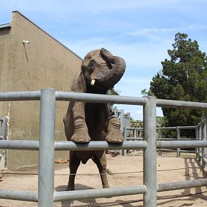 African Elephant Demo