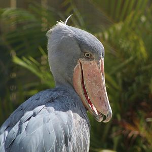 Shoebill Stork Close Up