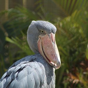Shoebill Stork Close Up