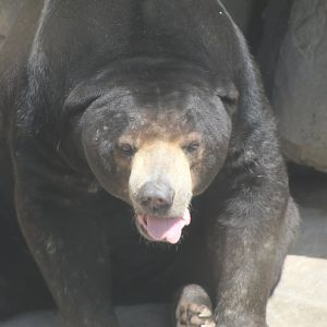 Sun Bear Close Up