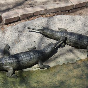 Indian Gharials