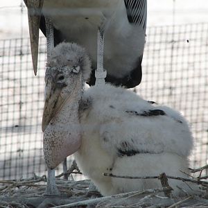 Marabou Stork Chick