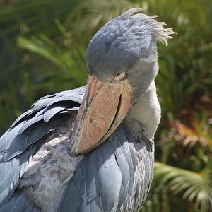 Shoebill Stork Close Up