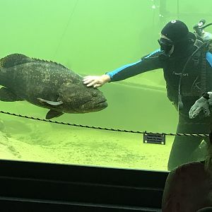 Grouper & Diver Interaction