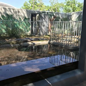 American Alligator Exhibit