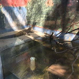 Juvenile American Alligator Exhibit