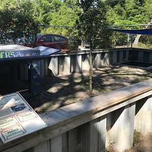 Aldabra Tortoise Exhibit