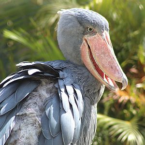 Shoebill Stork