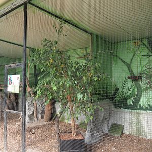 Bearded barbet and Livingstone's turaco aviary, 2020-06-20