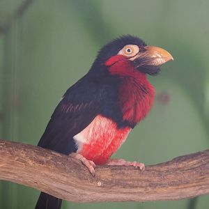 Bearded barbet (Pogonornis dubius), 2020-06-20