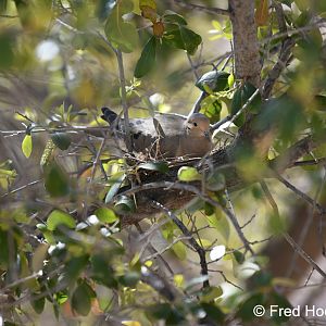 mourning dove on nest