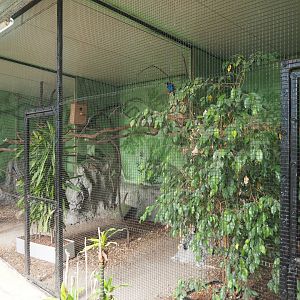 Golden-breasted starling and Grey-headed purple swamphen aviary, 2020-06-20