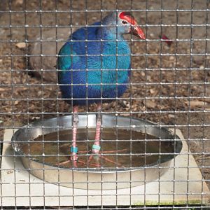 Grey-headed purple swamphen (Porphyrio poliocephalus), 2020-06-20