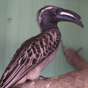African grey hornbill (Lophoceros nasutus), 2020-06-20