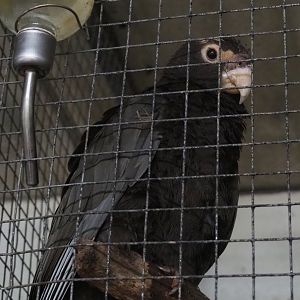 Greater Vasa parrot (Coracopsis vasa), 2020-06-20