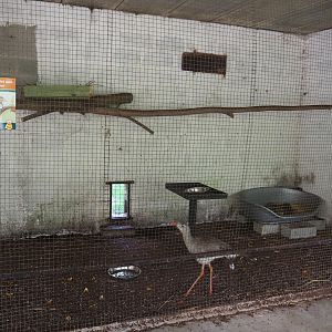 Indoor aviary Red-legged seriema and Azara's agouti, 2020-06-20