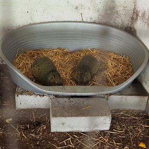 Dog basket for Azara's agoutis, 2020-06-20