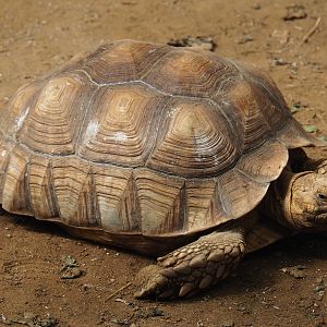 African spurred tortoise (Centrochelys sulcata), 2020-06-20