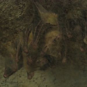 Egyptian fruit bats (Rousettus aegyptiacus), 2020-06-20