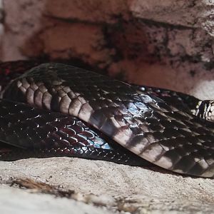 Chicken snake (Spilotes pullatus), 2020-06-20