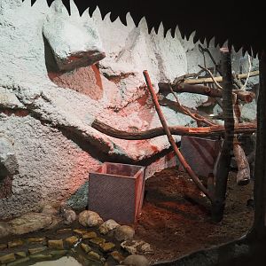 Chicken snake terrarium, 2020-06-20