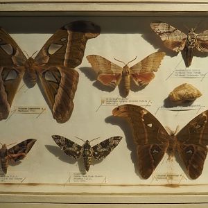Lepidoptera collection in the reptile corridor - Case with Bombycoidea moths specimens, 2020-06-20