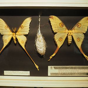Lepidoptera collection in the reptile corridor - Case with Madagascan moon moth (Argema mittrei) specimens, 2020-06-20