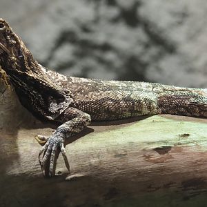 Frilled lizard (Chlamydosaurus kingii), 2020-06-20